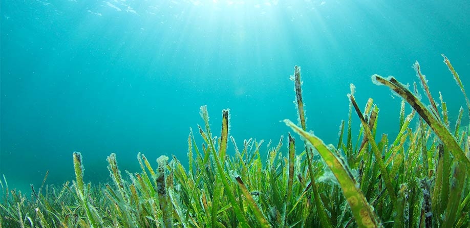 Seaweed: Age-Old New Food