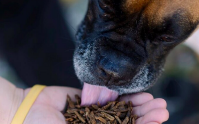 WOULD YOU EAT BUGS? WOULD YOU FEED BUGS TO YOUR PET?