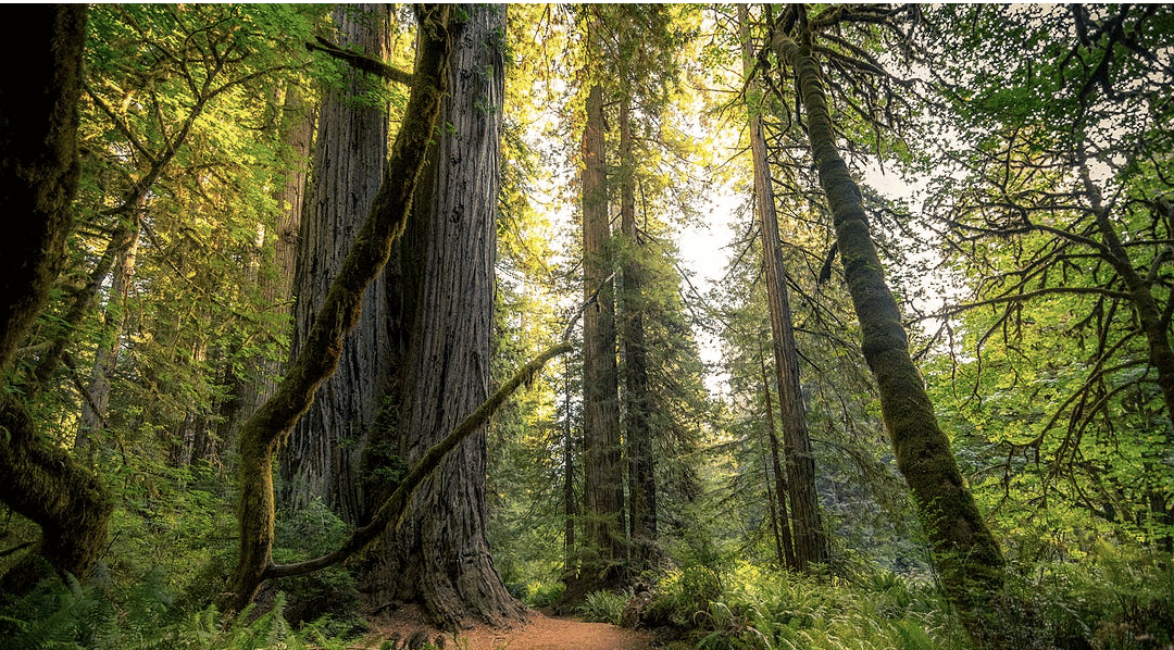 Rejuvenating the Nervous System and Reconnecting with Life