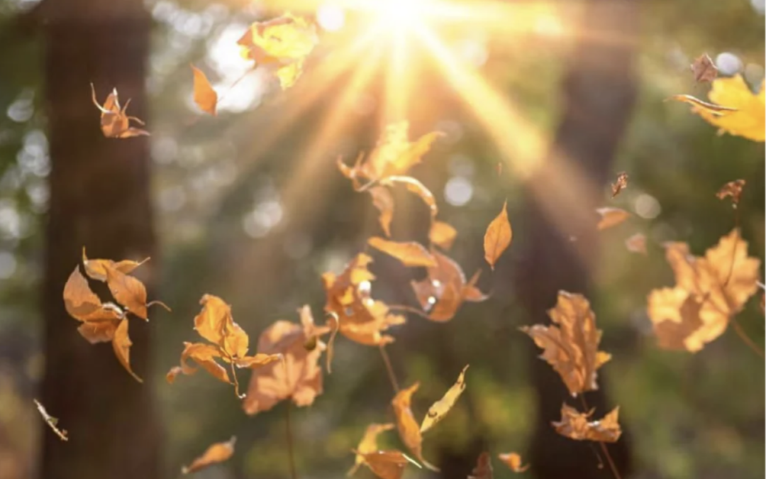 Autumn Equinox Day Retreat