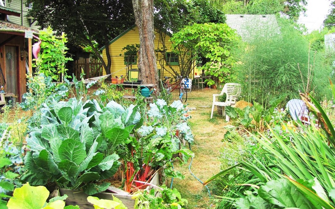 SURVIVING COVID: LESSONS FROM PERMACULTURE